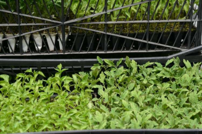 Ankara Büyükşehir, Kahramanmaraş'ta 25 bin 242 kişiye fide dağıttı