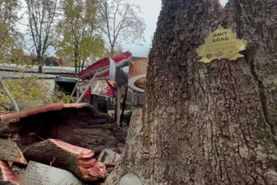 Sakarya Taraklı’da tarihi çınar yeniden hayat buluyor