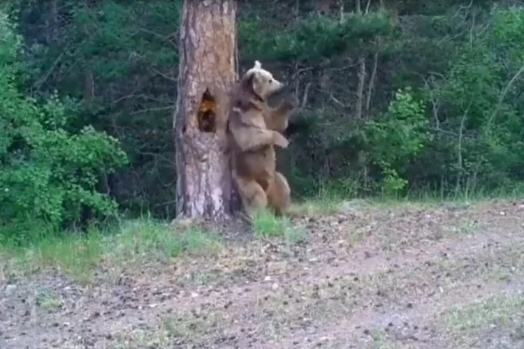 Ayıların ormanda kaşınma dansı!