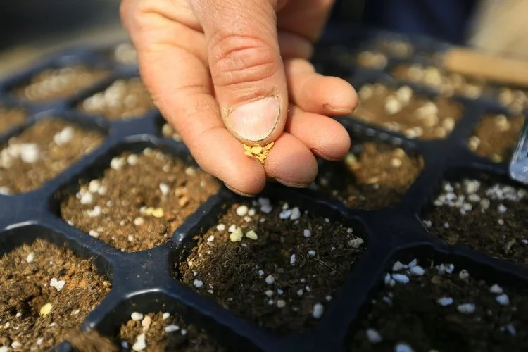 Muğla'dan 18 milyon tohum dağıtıldı